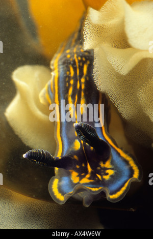 Nudibranch limace de mer oeufs Hypselodoris cantabrica Mirleft Maroc Banque D'Images