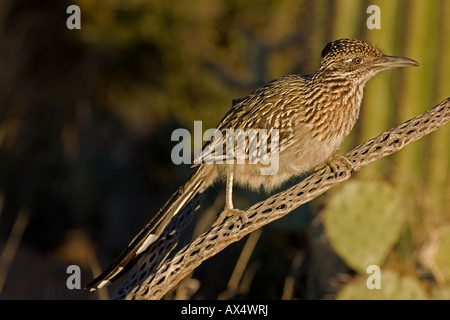 Perché sur Roadrunner plus dans la direction du désert de l'Arizona Banque D'Images