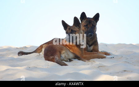 Dingo, canis lupus dingo, deux adultes de race pure sur une dune de sable Banque D'Images