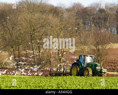 À la suite d'un labour tracteur oiseaux un champ dans le Nottinghamshire, East Midlands UK Banque D'Images