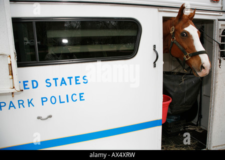 Cheval de police dans une remorque, Washington DC, USA Banque D'Images