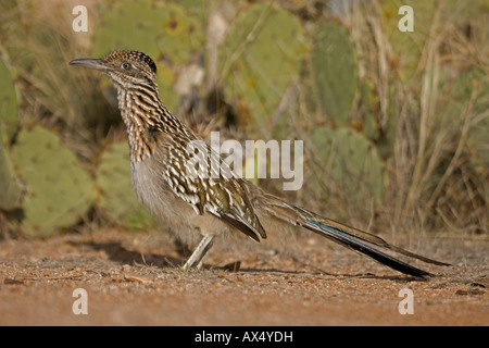 Roadrunner Geococcyx californianus [plus]en marche du désert de l'Arizona - USA Banque D'Images