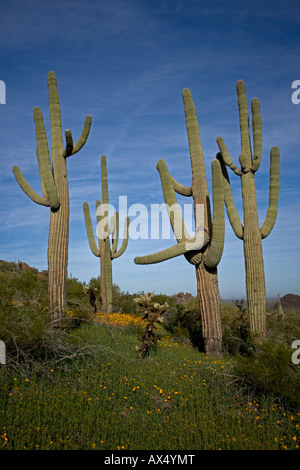 Cactus Saguaro (Carnegiea gigantea) Picacho Peak State Park- montrant l'or du Mexique en fleurs coquelicots - désert de Sonora - Arizona - USA Banque D'Images