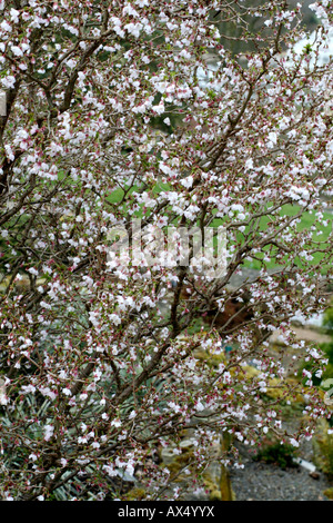 PRUNUS INCISA KOJO NO MAI Banque D'Images