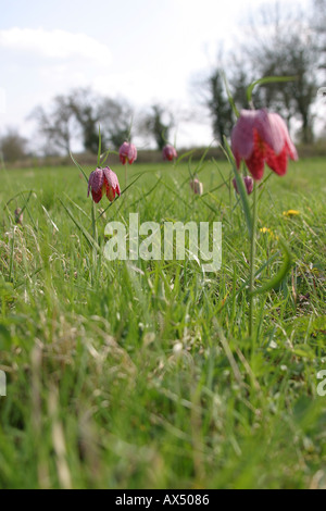 Fritilleries Fritillaria Meleagris Serpents Head Fritillary Fleurs Banque D'Images