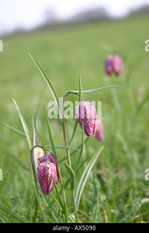 Fritilleries Fritillaria Meleagris Serpents Head Fritillary Fleurs Banque D'Images