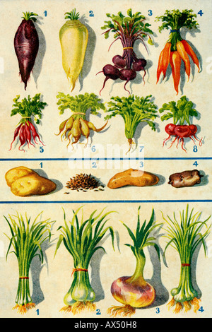 Les légumes-racines. Illustration d'antiquités. 1900. Banque D'Images