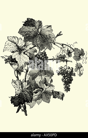 Grappe de raisins. Illustration Antique 1900 Banque D'Images