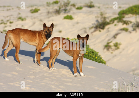 Dingo, canis lupus dingo, deux adultes de race pure sur une dune de sable Banque D'Images