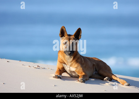 Dingo, canis lupus dingo, le seul adulte de race pure sur une dune de sable Banque D'Images