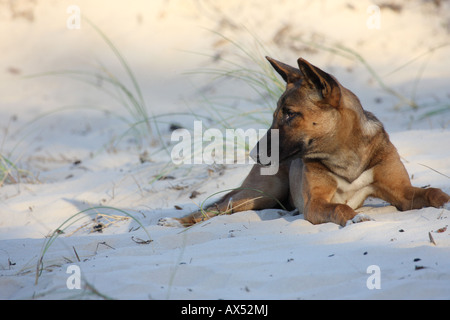 Dingo, canis lupus dingo, le seul adulte de race pure sur une dune de sable Banque D'Images