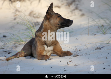 Dingo, canis lupus dingo, le seul adulte de race pure sur une dune de sable Banque D'Images