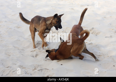 Dingo, canis lupus dingo, trois adultes de race pure play-combats sur une dune de sable Banque D'Images