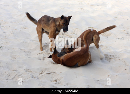 Dingo, canis lupus dingo, trois adultes de race pure play-combats sur une dune de sable Banque D'Images