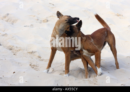 Dingo, canis lupus dingo, deux adultes de race pure play-combats sur une dune de sable Banque D'Images