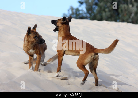 Dingo, canis lupus dingo, deux adultes de race pure play-combats sur une dune de sable Banque D'Images