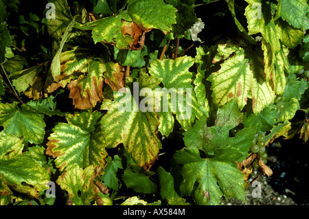 Les symptômes de carence en magnésium sur les feuilles de vigne de Chardonnay Banque D'Images