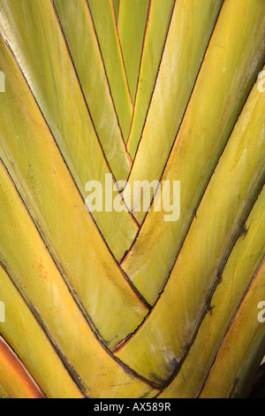 Détail de travelers palm (Ravenala madagascariensis) Singapour Banque D'Images