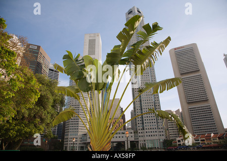 Palm voyageurs Ravenala madagascariensis et le Singapour Banque D'Images