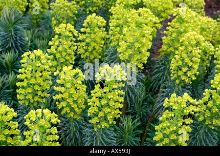 EUPHORBIA CHARACIAS WULFENII SUBSP MI-MARS AGA Banque D'Images