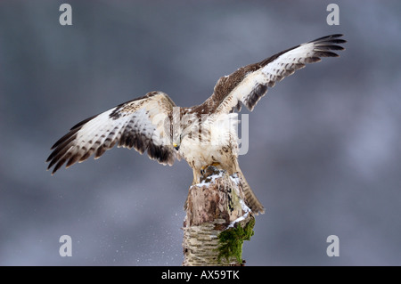 Buse variable (Buteo buteo) les ailes battantes Banque D'Images
