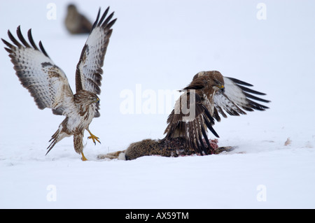 Buzzards commun (Buteo buteo) combats de proie Banque D'Images