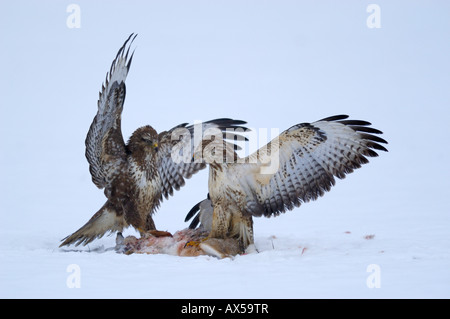 Buzzards commun (Buteo buteo) combats de proie Banque D'Images