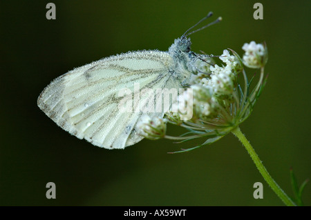 Petit blanc du chou (Pieris rapae) avec des gouttes de rosée Banque D'Images