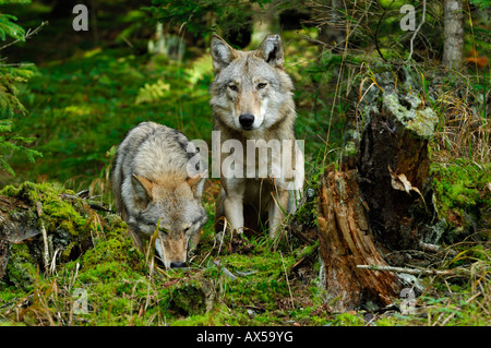 Le loup (Canis lupus) Banque D'Images