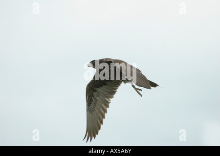 Le faucon pèlerin (Falco peregrinus), chasse, Allemagne Banque D'Images