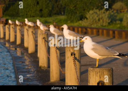 Ring bec cerclé (Larus delawarensis) sur des poteaux de bois, Palo Alto, préserver Baylands Baie de San Francisco, Californie, USA Banque D'Images