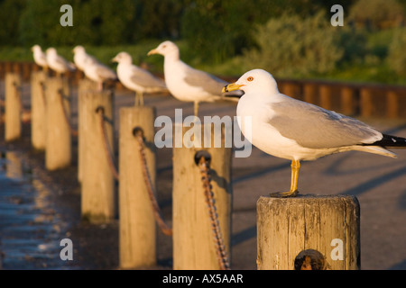 Ring bec cerclé (Larus delawarensis) sur des poteaux de bois, Palo Alto, préserver Baylands Baie de San Francisco, Californie, USA Banque D'Images