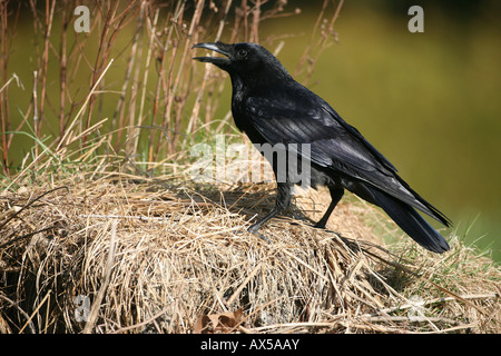 Corneille noire (Corvus corone corone) pillage duck's nest Banque D'Images