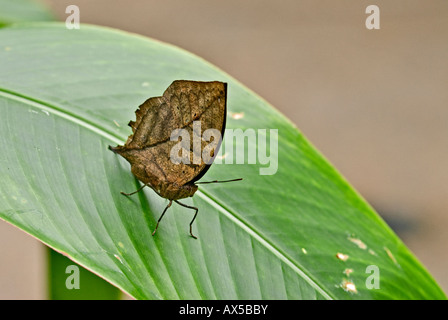 Feuille morte indien papillon aux ailes fermées sur des feuilles luisantes vert Banque D'Images