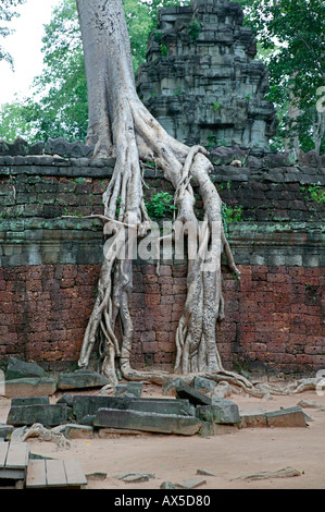 Ta Phrom Temple Jungle Temples de Angkor Siem Reap Cambodge Asie Banque D'Images