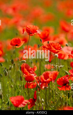 Coquelicot rouge (Papaver rhoeas) Banque D'Images