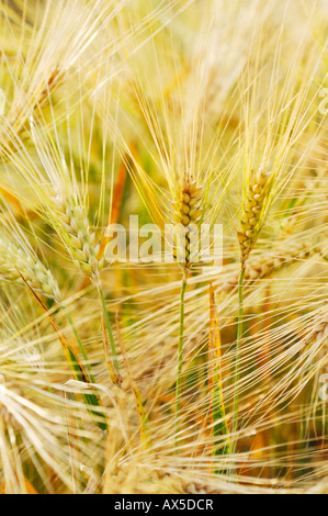 L'orge (Hordeum vulgare) Banque D'Images