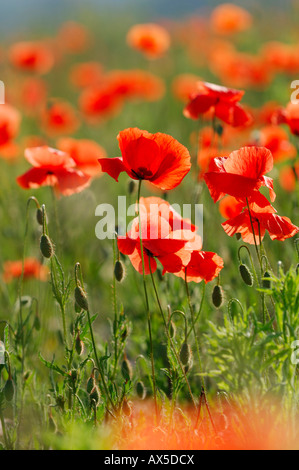 Coquelicot rouge (Papaver rhoeas) Banque D'Images