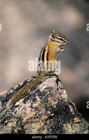Le tamia mineur (Tamias minimus), adultes alerte sitting on rock pour survey environs Banque D'Images