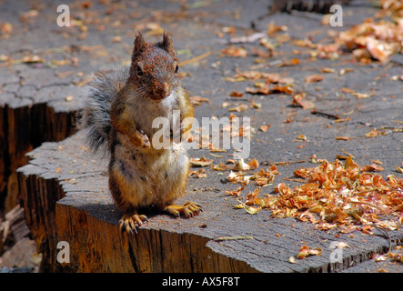 L'écureuil de Douglas (Tamiasciurus douglasii) assis sur une souche de séquoia géant à la recherche dans l'appareil photo, Sequoia National Park, Cali Banque D'Images