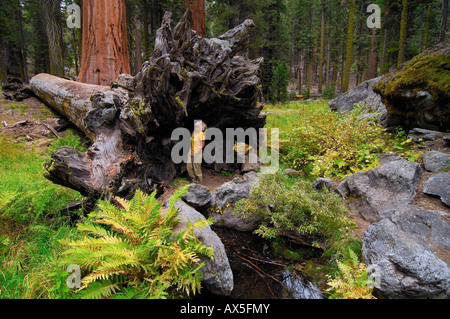 Femme debout devant l'énorme racines d'un séquoia géant (Sequoiadendron giganteum), Sequoia National Park, California, USA Banque D'Images