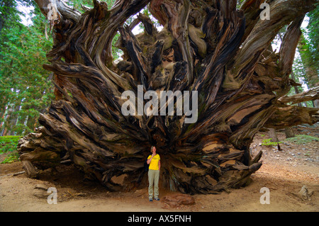Femme debout devant l'énorme racines d'un séquoia géant (Sequoiadendron giganteum), Sequoia National Park, California, USA Banque D'Images
