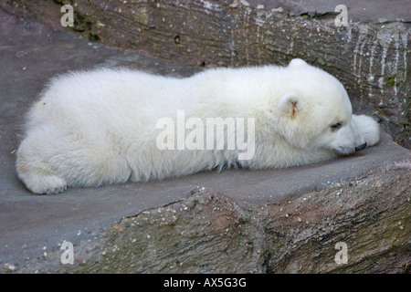 L'ours polaire (Ursus maritimus) CUB, l'un des deux jumeaux nés en décembre 2007 au Zoo de Schönbrunn, à Vienne, Autriche, Europe Banque D'Images