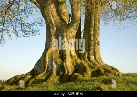 La chaux ou de tilleul (Tilia), les racines et le tronc, Poecking, Upper Bavaria, Germany, Europe Banque D'Images