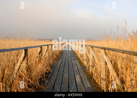 Promenade à lac Federsee, en Haute Souabe, Bade-Wurtemberg, Allemagne, Europe Banque D'Images