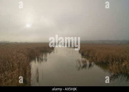 Zone Federsee en hiver, en Haute Souabe, Bade-Wurtemberg, Allemagne, Europe Banque D'Images