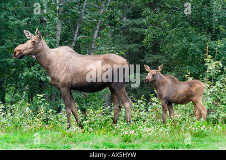 L'orignal, l'Élan (Alces alces) Vache et son veau, Territoire du Yukon, Canada Banque D'Images