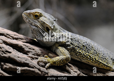 - L'intérieur des terres ou Central Bearded Dragon (Pogona vitticeps) Banque D'Images