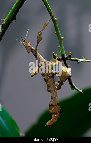 Spectre du Macleay, épineux ou d'insectes feuilles piquantes géantes (Extatosoma tiaratum Phasme) Banque D'Images