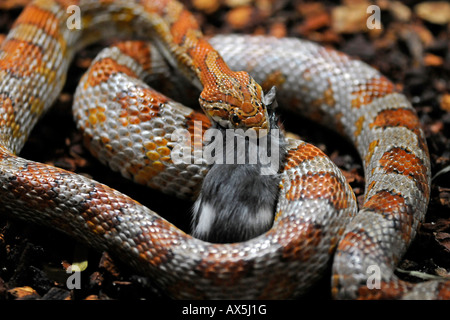 Serpent de maïs ou Red Rat Snake (Pantherophis guttatus) manger une souris Banque D'Images